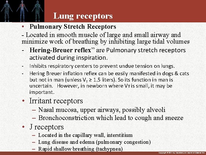 Lung receptors • Pulmonary Stretch Receptors - Located in smooth muscle of large and