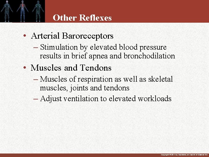 Other Reflexes • Arterial Baroreceptors – Stimulation by elevated blood pressure results in brief