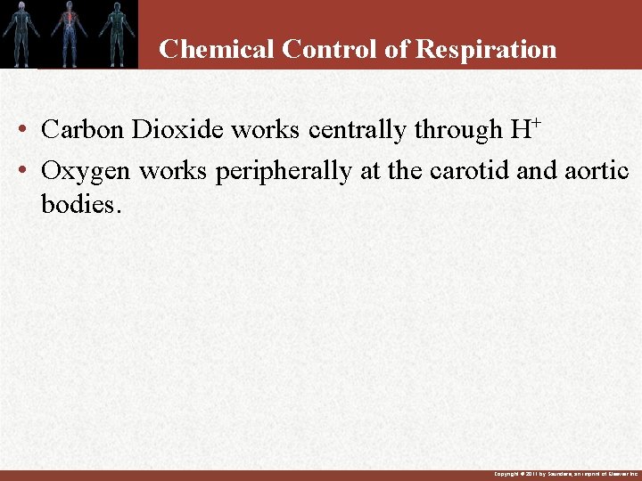 Chemical Control of Respiration • Carbon Dioxide works centrally through H+ • Oxygen works