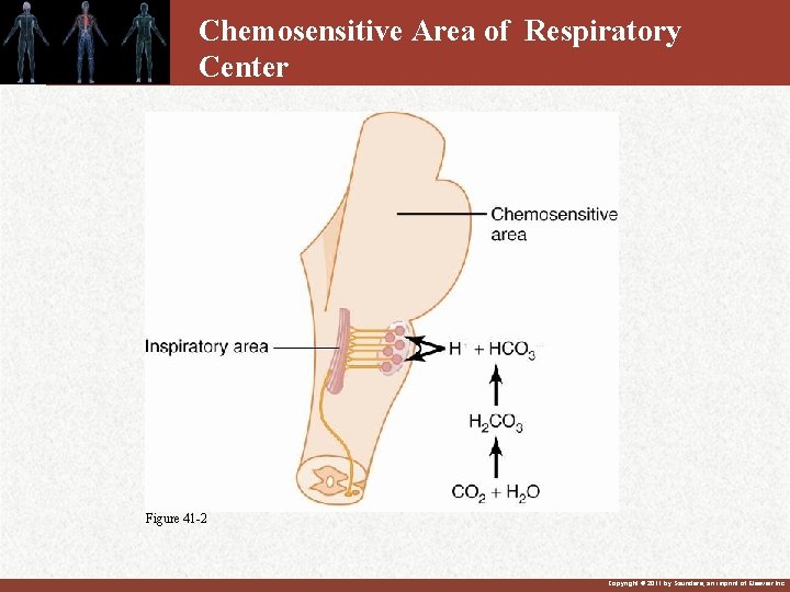 Chemosensitive Area of Respiratory Center Figure 41 -2 Copyright © 2011 by Saunders, an