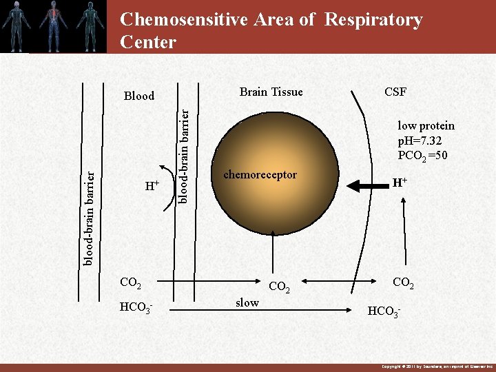 Chemosensitive Area of Respiratory Center Brain Tissue H+ blood-brain barrier Blood low protein p.