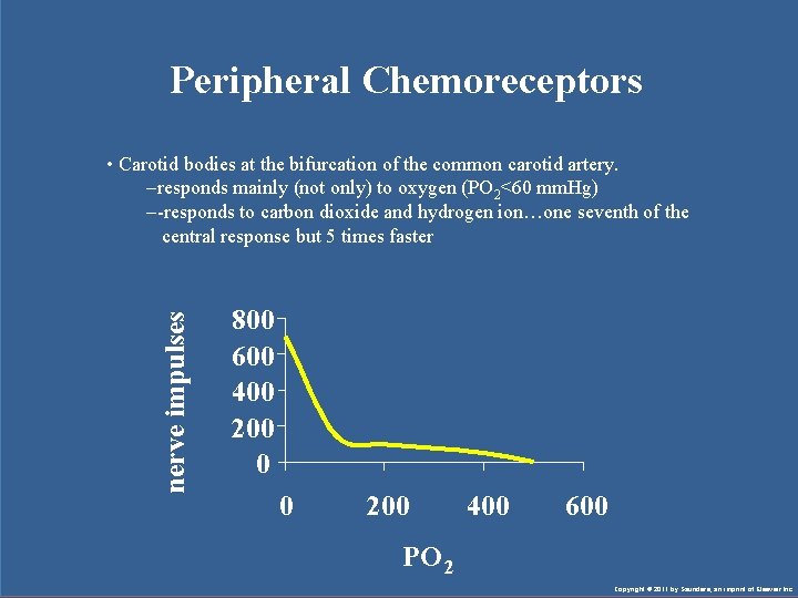 Peripheral Chemoreceptors nerve impulses • Carotid bodies at the bifurcation of the common carotid