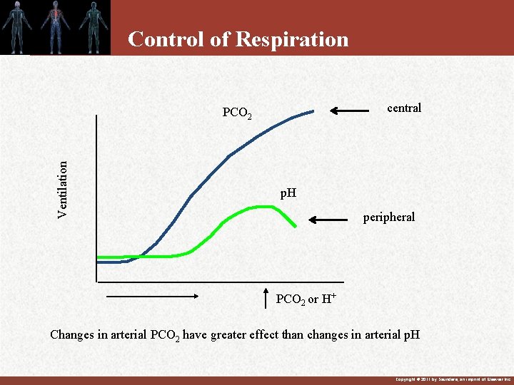 Control of Respiration central Ventilation PCO 2 p. H peripheral PCO 2 or H+