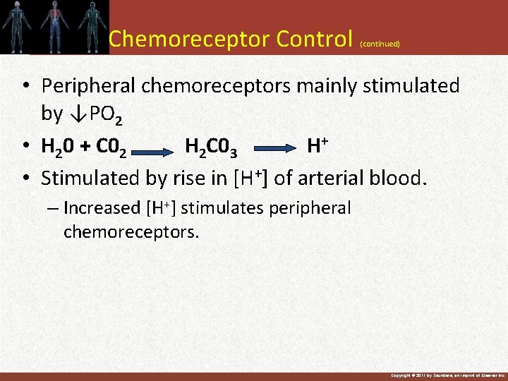 Chemoreceptor Control (continued) • Peripheral chemoreceptors mainly stimulated by ↓PO 2 • H 20