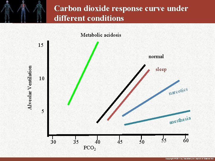 Carbon dioxide response curve under different conditions Metabolic acidosis 15 Alveolar Ventilation normal sleep