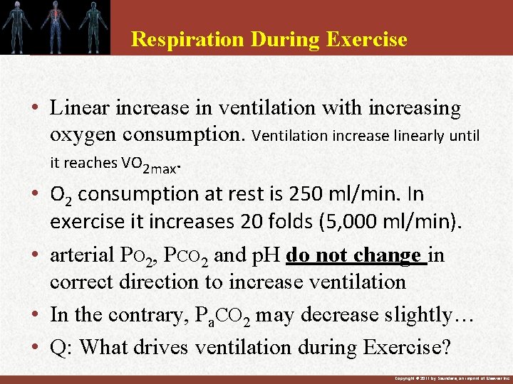 Respiration During Exercise • Linear increase in ventilation with increasing oxygen consumption. Ventilation increase