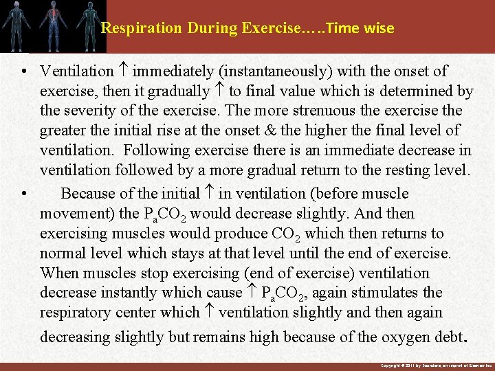 Respiration During Exercise…. . Time wise • Ventilation immediately (instantaneously) with the onset of