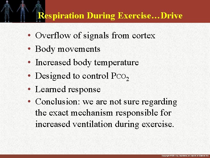 Respiration During Exercise…Drive • • • Overflow of signals from cortex Body movements Increased