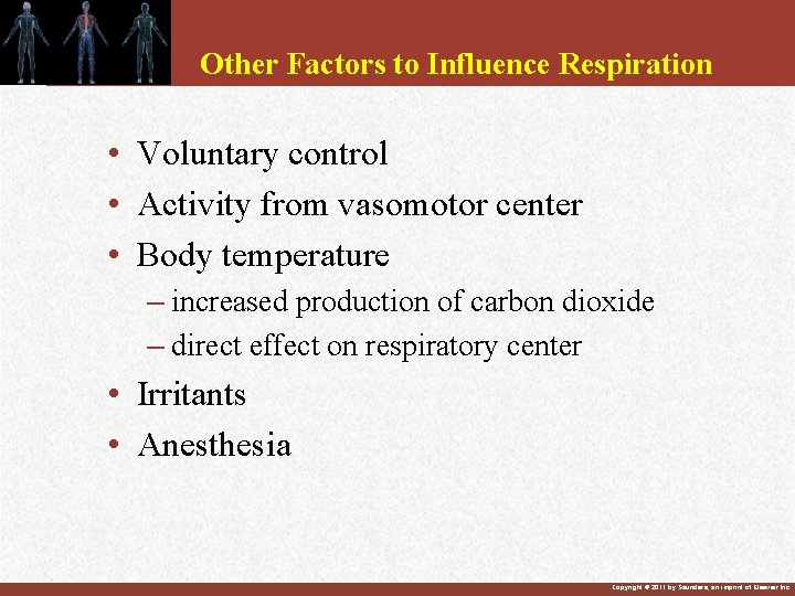 Other Factors to Influence Respiration • Voluntary control • Activity from vasomotor center •