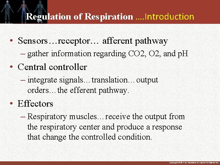 Regulation of Respiration …. Introduction • Sensors…receptor… afferent pathway – gather information regarding CO