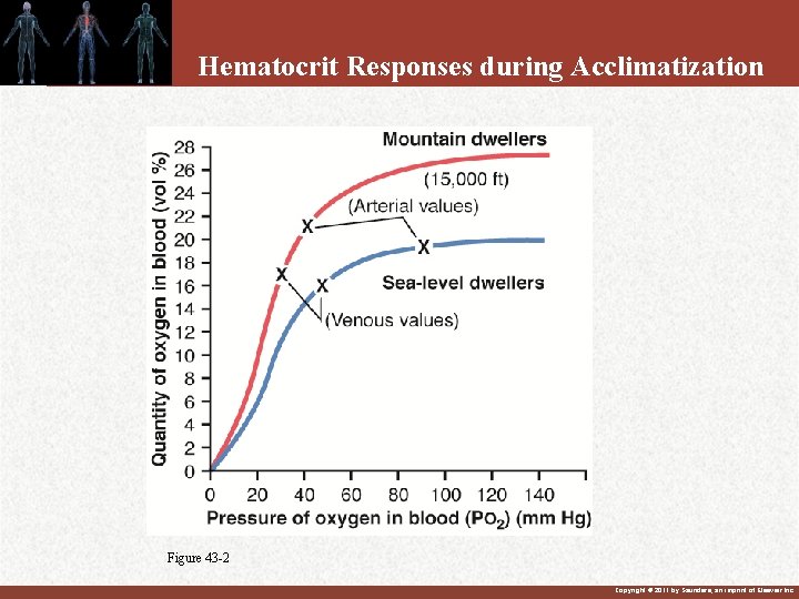 Hematocrit Responses during Acclimatization Figure 43 -2 Copyright © 2011 by Saunders, an imprint