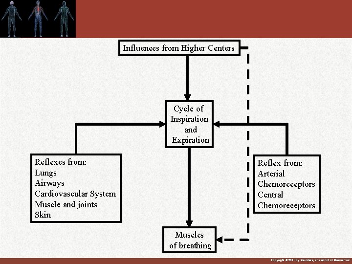 Influences from Higher Centers Cycle of Inspiration and Expiration Reflexes from: Lungs Airways Cardiovascular