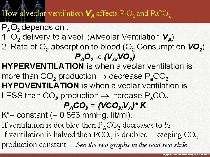 How alveolar ventilation VA affects P O 2 and P CO 2 A A