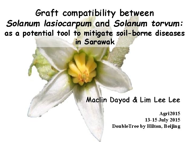 Graft compatibility between Solanum lasiocarpum and Solanum torvum: as a potential tool to mitigate