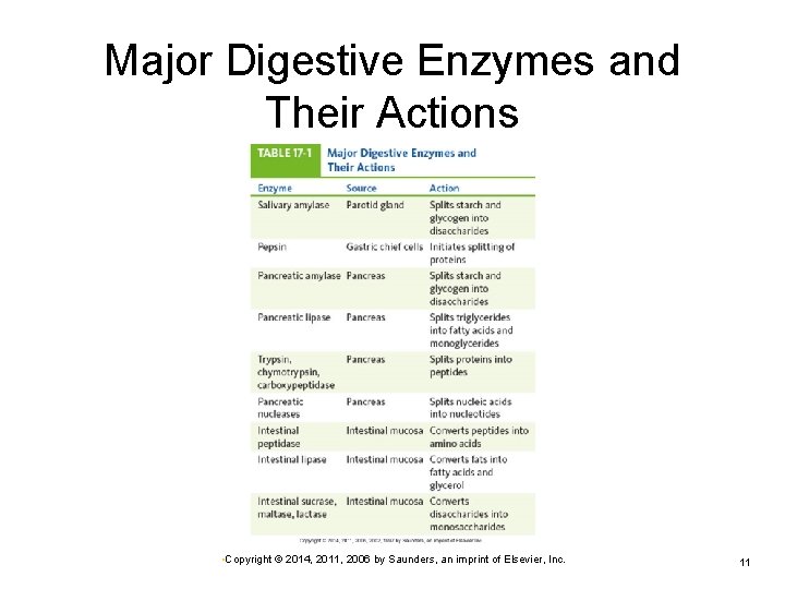 Major Digestive Enzymes and Their Actions • Copyright © 2014, 2011, 2006 by Saunders,