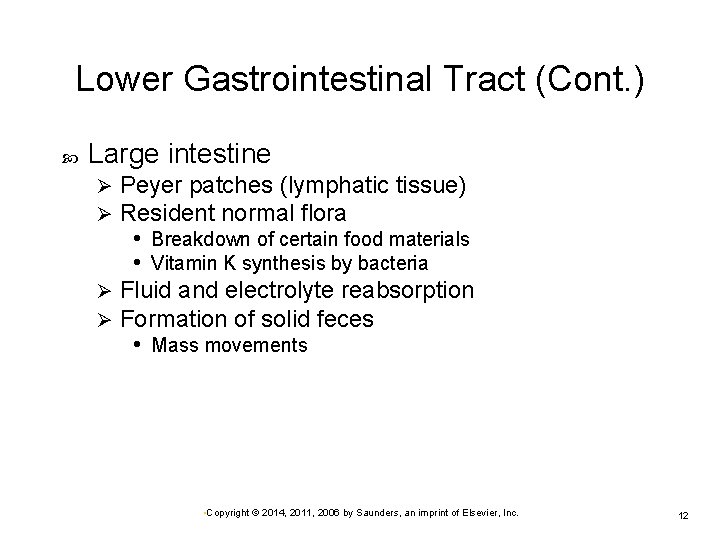 Lower Gastrointestinal Tract (Cont. ) Large intestine Peyer patches (lymphatic tissue) Resident normal flora