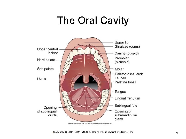 The Oral Cavity • Copyright © 2014, 2011, 2006 by Saunders, an imprint of
