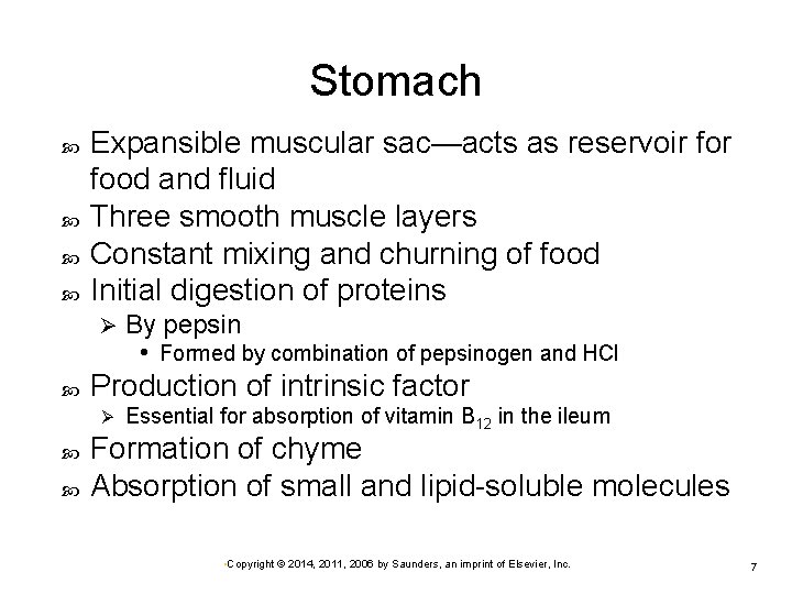 Stomach Expansible muscular sac—acts as reservoir food and fluid Three smooth muscle layers Constant
