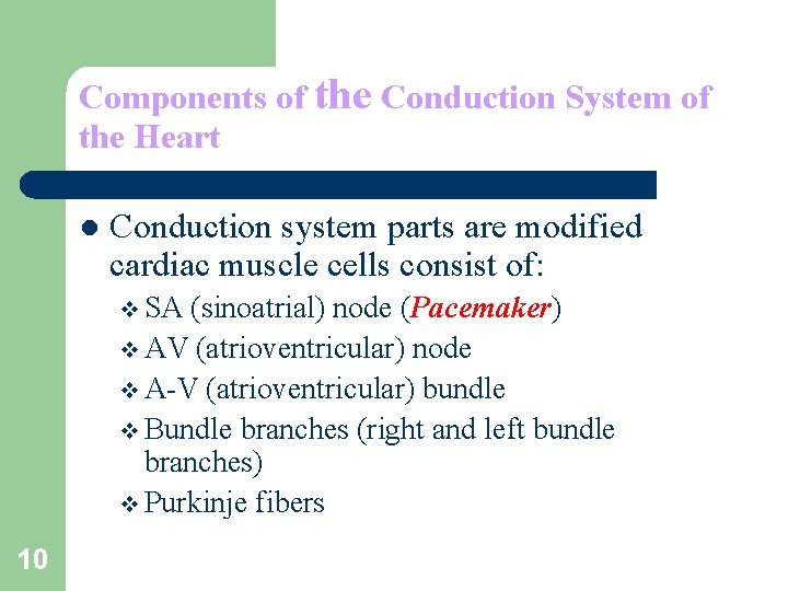 Components of the Conduction System of the Heart l Conduction system parts are modified