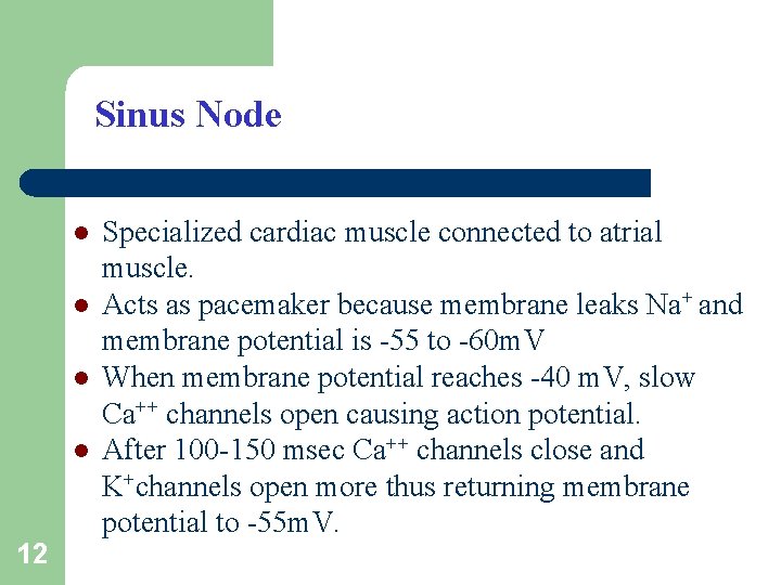 Sinus Node l l 12 Specialized cardiac muscle connected to atrial muscle. Acts as