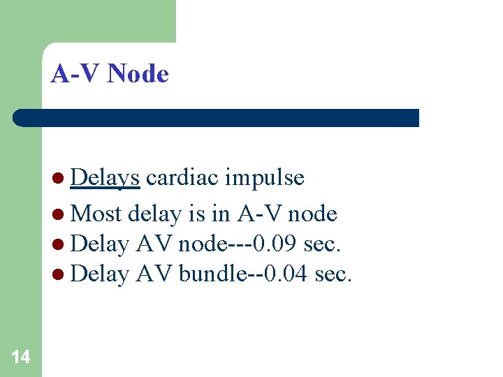 A-V Node l Delays cardiac impulse l Most delay is in A-V node l