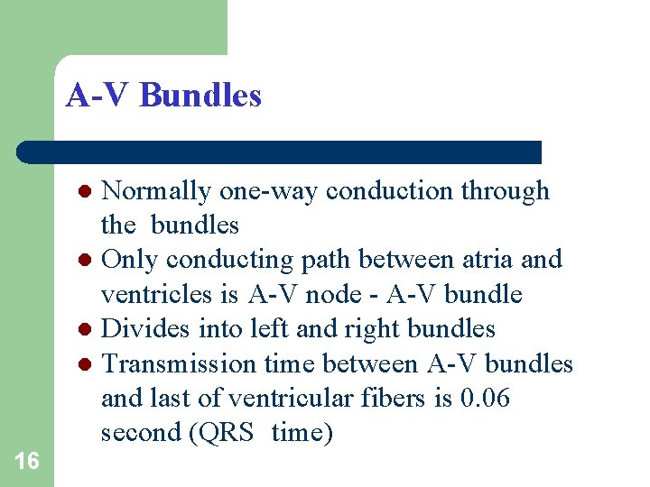 A-V Bundles Normally one-way conduction through the bundles l Only conducting path between atria