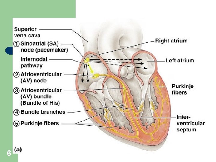 Heart Physiology: Sequence of Excitation 6 