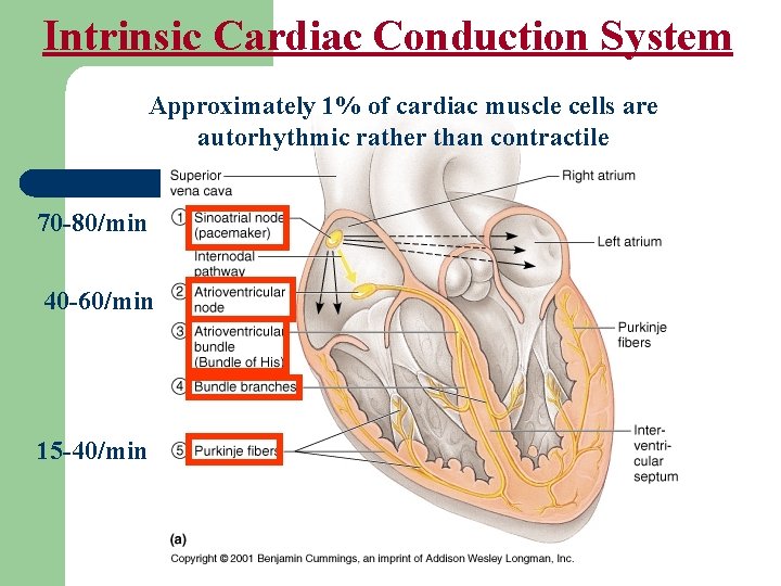 Intrinsic Cardiac Conduction System Approximately 1% of cardiac muscle cells are autorhythmic rather than