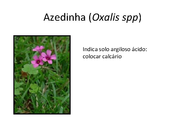 Azedinha (Oxalis spp) Indica solo argiloso ácido: colocar calcário 