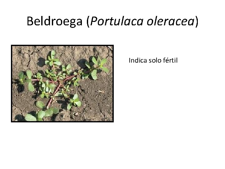 Beldroega (Portulaca oleracea) Indica solo fértil 