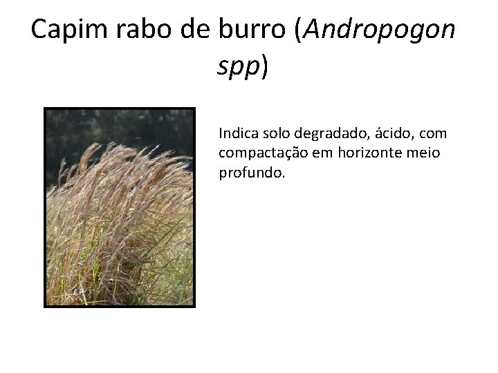 Capim rabo de burro (Andropogon spp) Indica solo degradado, ácido, compactação em horizonte meio