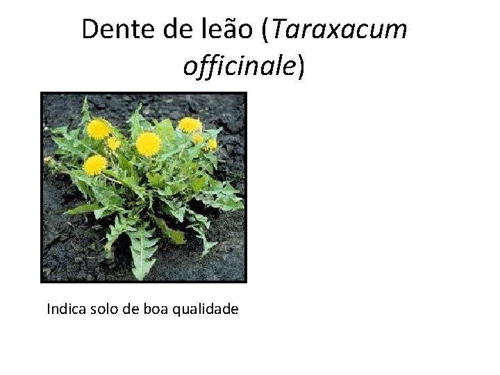 Dente de leão (Taraxacum officinale) Indica solo de boa qualidade 