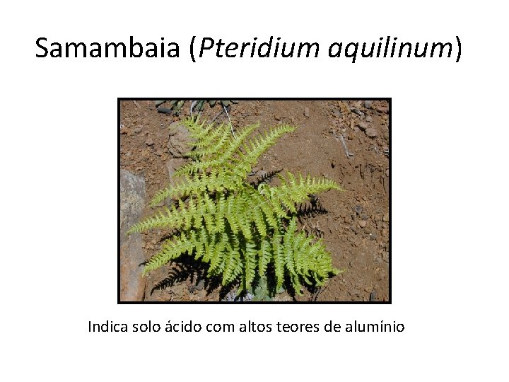 Samambaia (Pteridium aquilinum) Indica solo ácido com altos teores de alumínio 