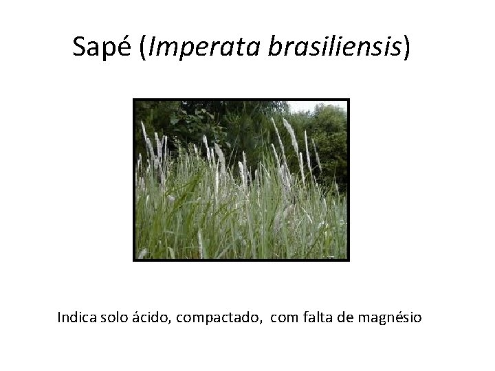 Sapé (Imperata brasiliensis) Indica solo ácido, compactado, com falta de magnésio 