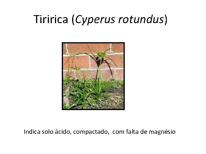 Tiririca (Cyperus rotundus) Indica solo ácido, compactado, com falta de magnésio 