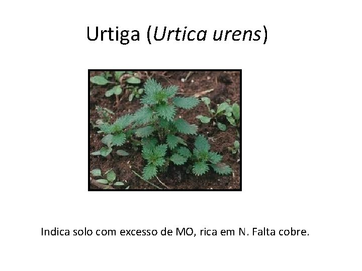 Urtiga (Urtica urens) Indica solo com excesso de MO, rica em N. Falta cobre.