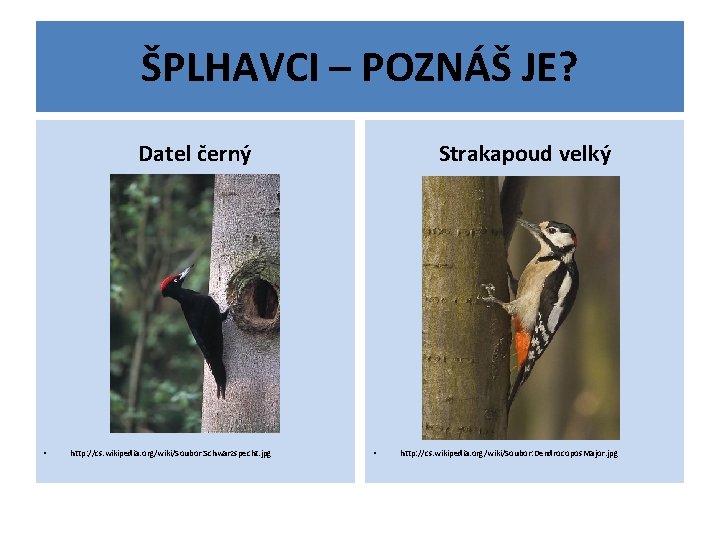 ŠPLHAVCI – POZNÁŠ JE? Datel černý • http: //cs. wikipedia. org/wiki/Soubor: Schwarzspecht. jpg Strakapoud