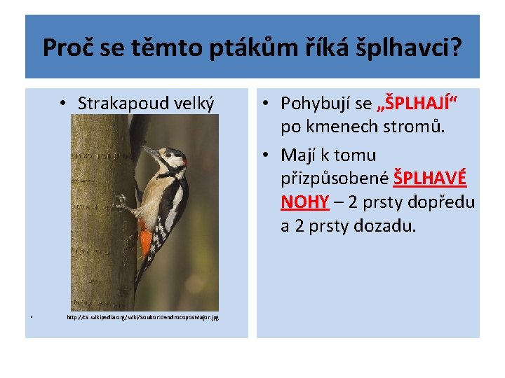 Proč se těmto ptákům říká šplhavci? • Strakapoud velký • http: //cs. wikipedia. org/wiki/Soubor: