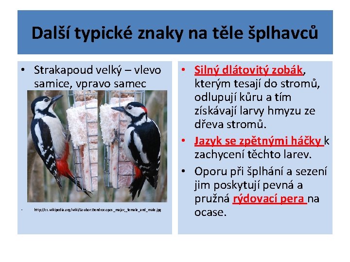 Další typické znaky na těle šplhavců • Strakapoud velký – vlevo samice, vpravo samec