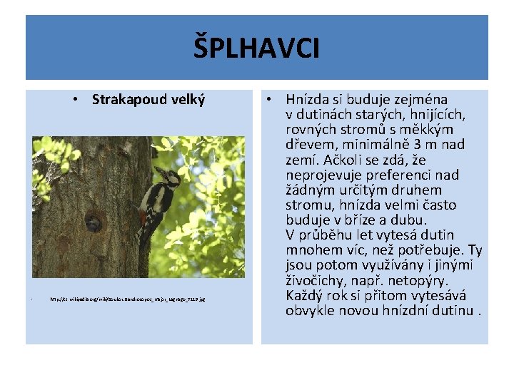 ŠPLHAVCI • Strakapoud velký • http: //cs. wikipedia. org/wiki/Soubor: Dendrocopos_major_Legnago_7119. jpg • Hnízda si