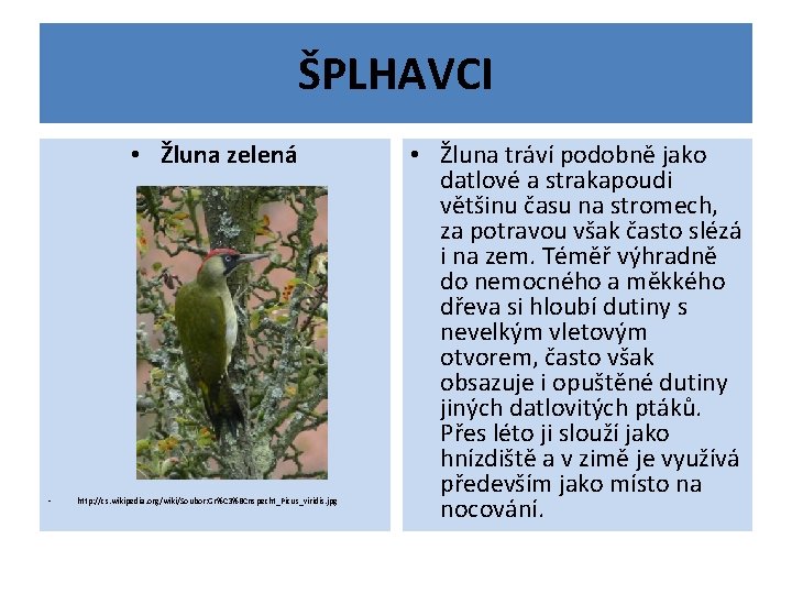 ŠPLHAVCI • Žluna zelená • http: //cs. wikipedia. org/wiki/Soubor: Gr%C 3%BCnspecht_Picus_viridis. jpg • Žluna