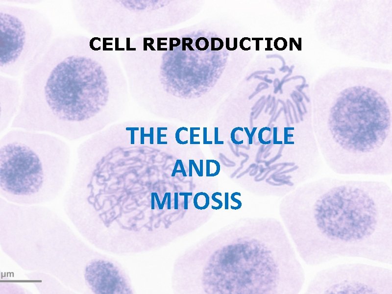 CELL REPRODUCTION THE CELL CYCLE AND MITOSIS 