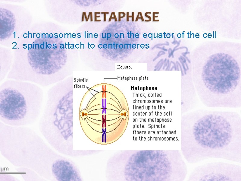 1. chromosomes line up on the equator of the cell 2. spindles attach to