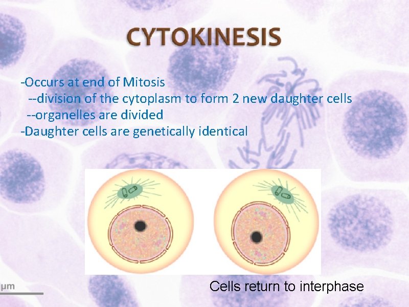 -Occurs at end of Mitosis --division of the cytoplasm to form 2 new daughter