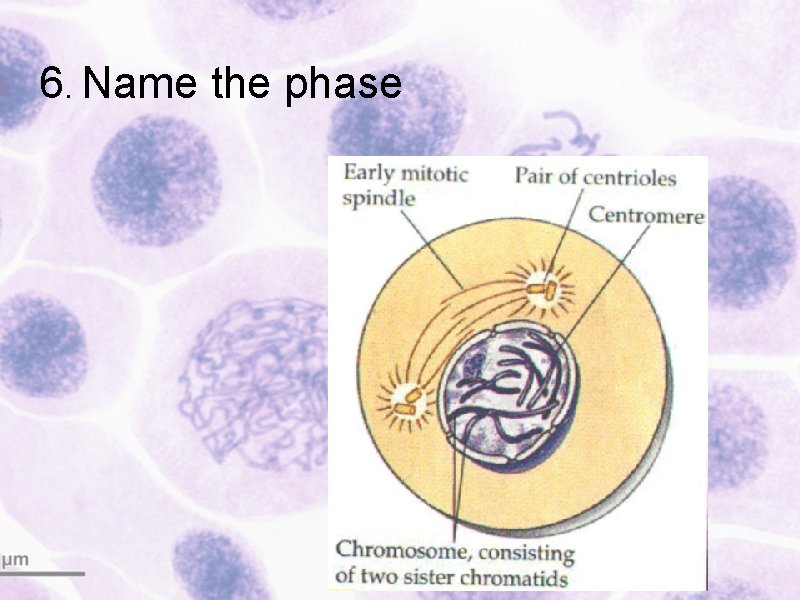 6. Name the phase 