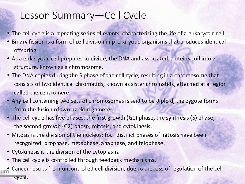 Lesson Summary—Cell Cycle • The cell cycle is a repeating series of events, characterizing