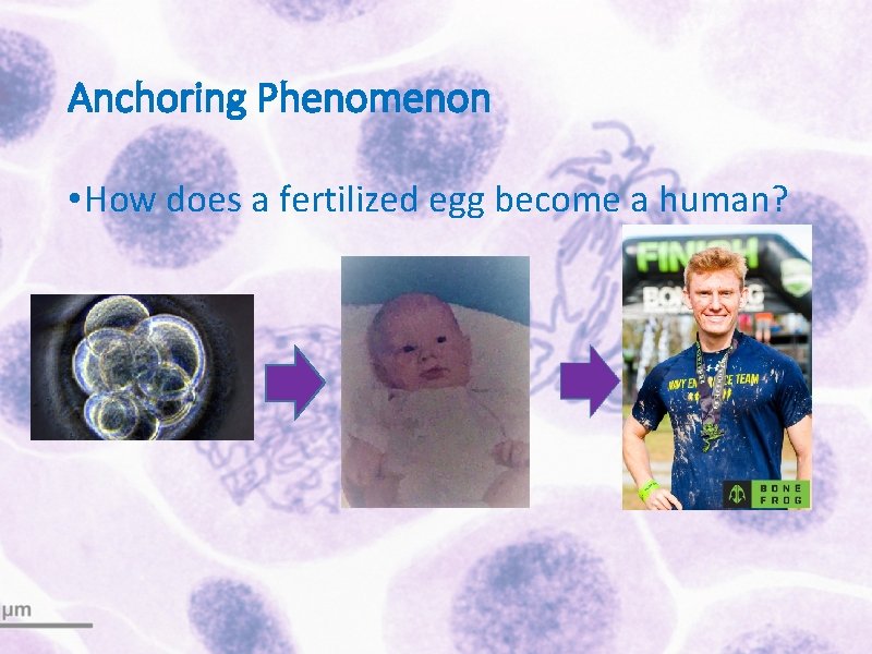Anchoring Phenomenon • How does a fertilized egg become a human? 