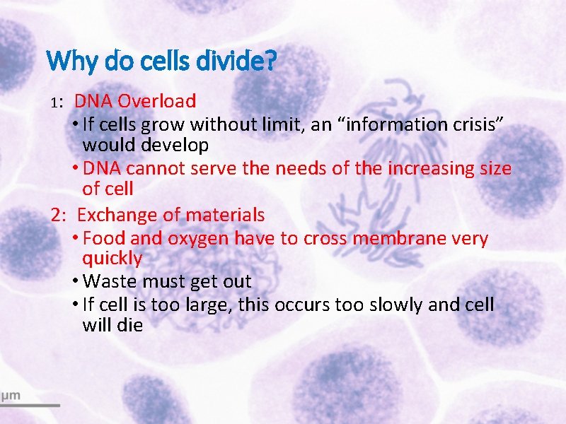 Why do cells divide? 1: DNA Overload • If cells grow without limit, an
