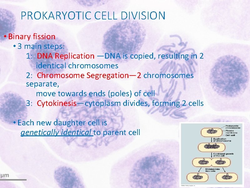 PROKARYOTIC CELL DIVISION • Binary fission • 3 main steps: 1: DNA Replication —DNA