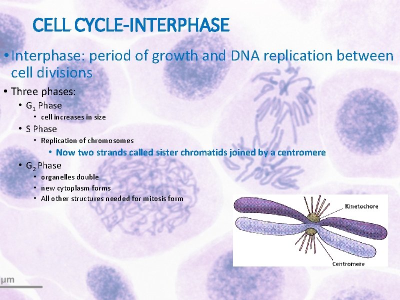 CELL CYCLE-INTERPHASE • Interphase: period of growth and DNA replication between cell divisions •